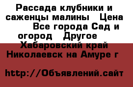 Рассада клубники и саженцы малины › Цена ­ 10 - Все города Сад и огород » Другое   . Хабаровский край,Николаевск-на-Амуре г.